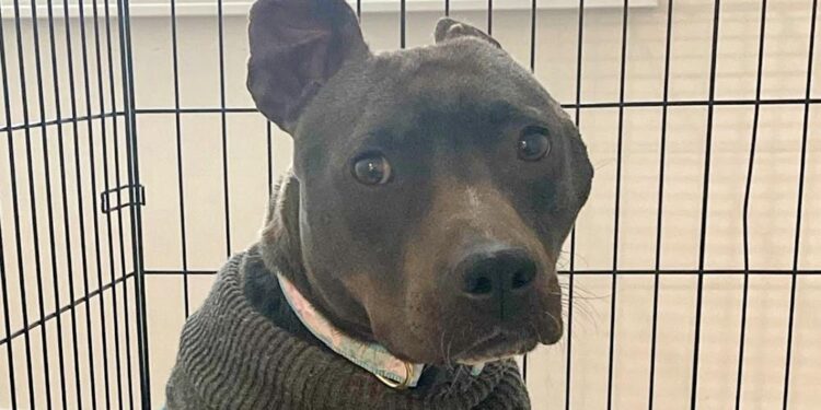 Woman Welcomes Unwanted Black Pit Bull into Her Home