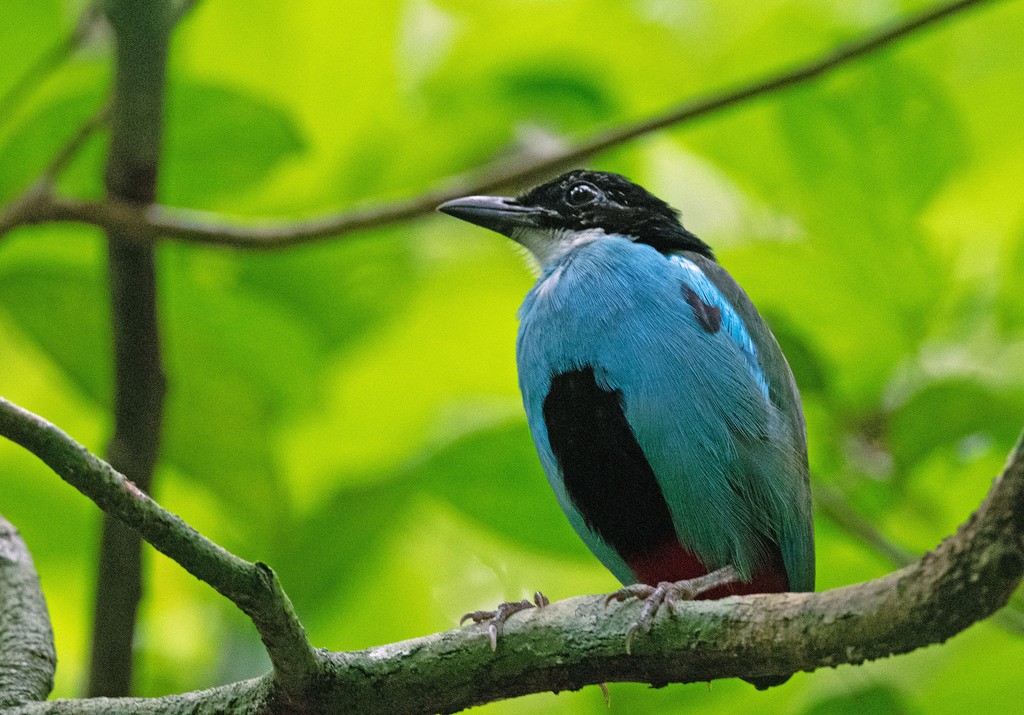 Azure-breasted Pitta (Pitta steerii) - Picture Bird