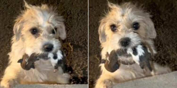 Holding Her Pups in Her Mouth, This Mama Dog Sought Help from Strangers