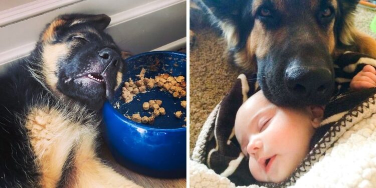 20 Comical Reasons to Reconsider Adopting a German Shepherd