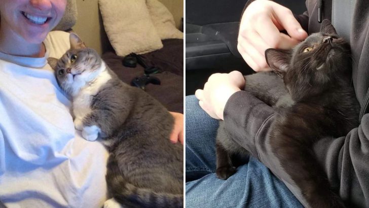 16 Photos That Prove Cats Can Be “Good Boys” Too