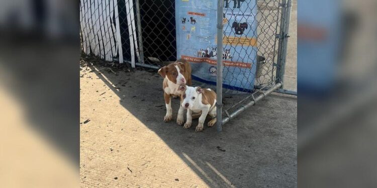 Woman Finds Two Trembling Babies by Fence Upon Arriving at Work