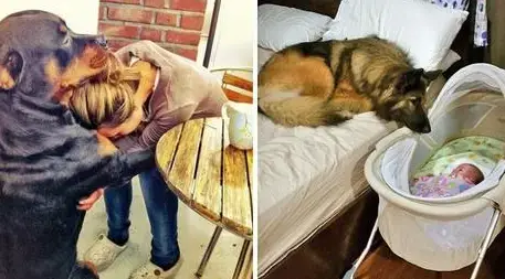 24 Dogs Whose Loving Gazes To Their Humans Speak Louder Than Words