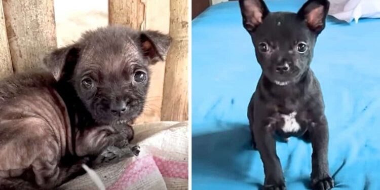 The Remarkable Recovery of a Severely Ill Puppy After Being Rescued