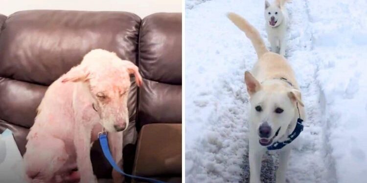 Dog Flourished with a New Family After Being Emaciated Sick and Sad