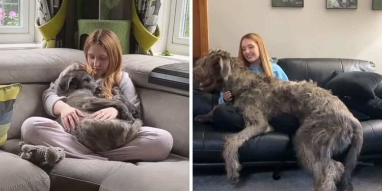 The Astonishing Size of This Adorable Puppy Leaves Everyone in Awe