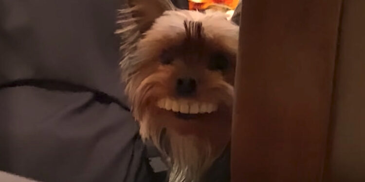 Pup Steals Fake Teeth from Table, Wears Them Joyfully Throughout House