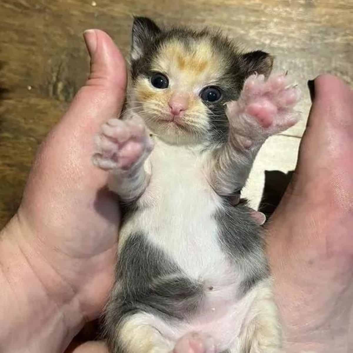 cute kitten