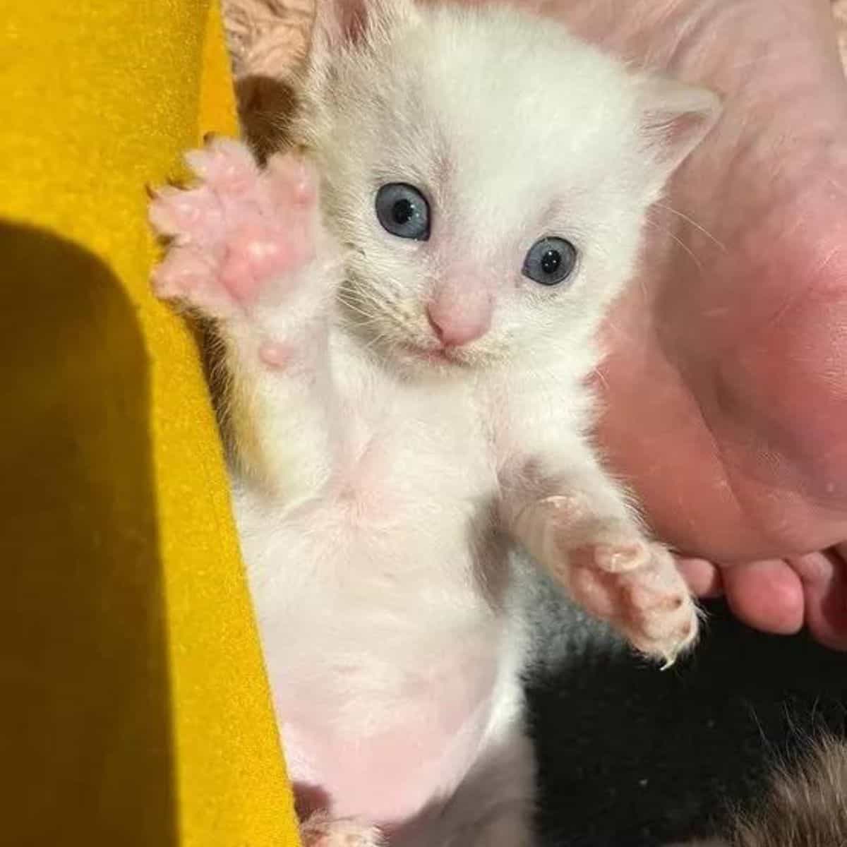 cute white kitten