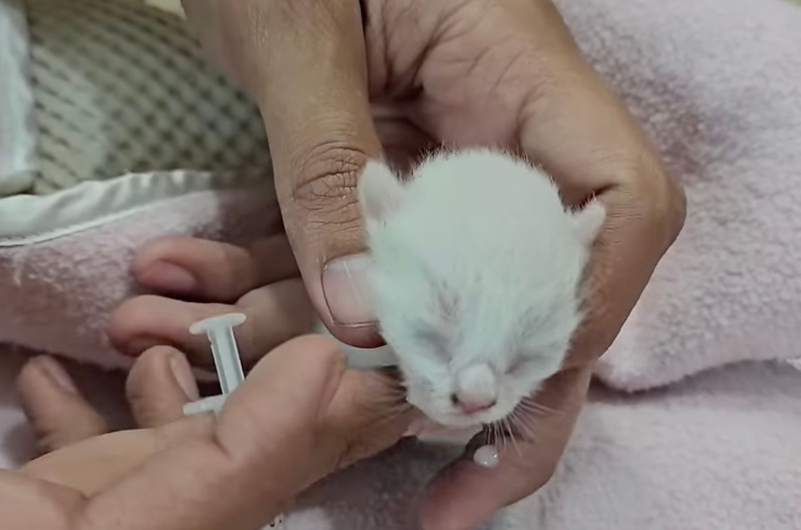 tiny white kitten