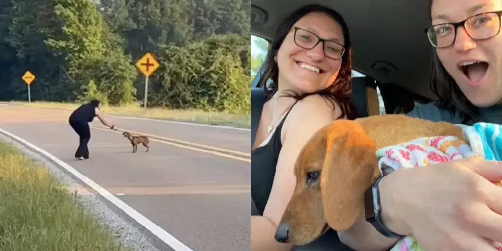 Traveling Sisters Stop Their Car To Help a Starving Dog in the Road