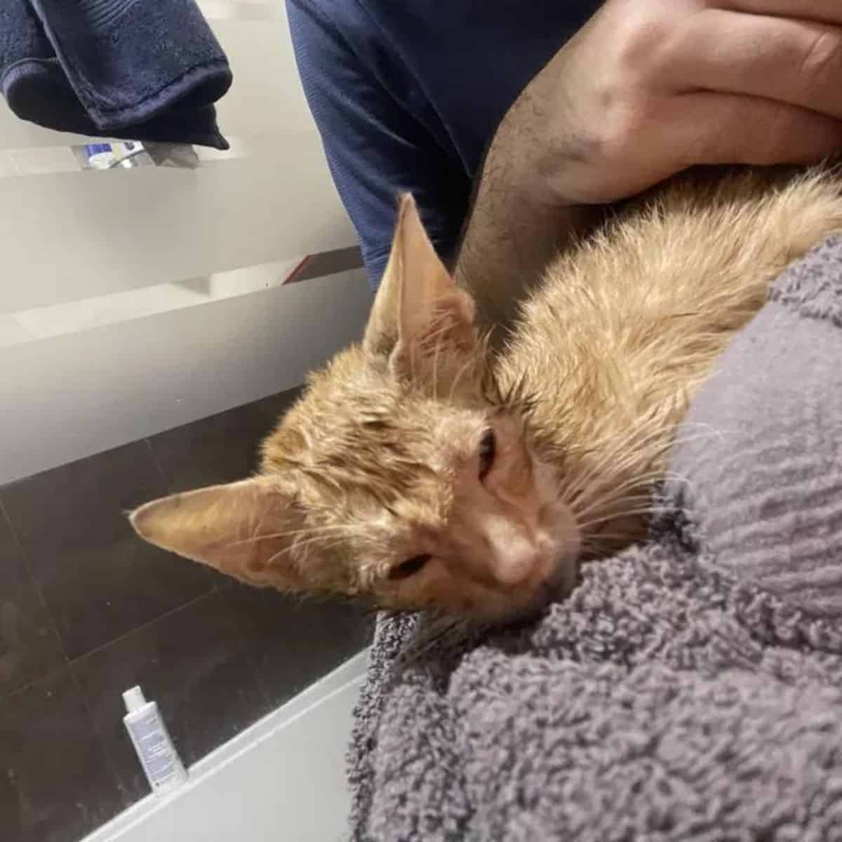 kitten lying on a towel