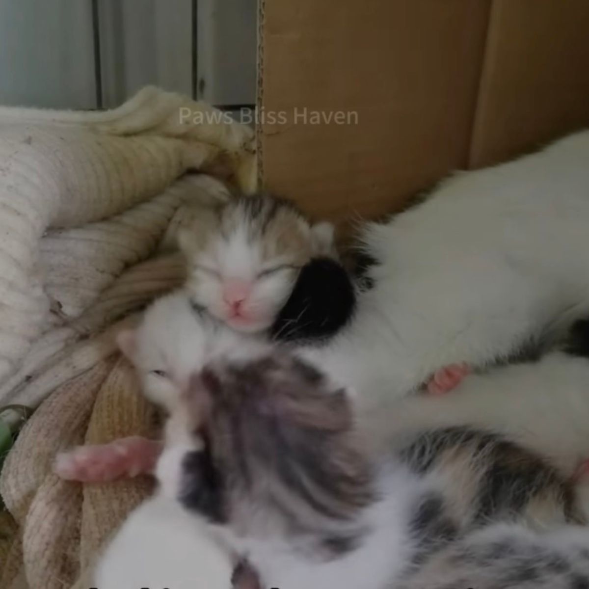 two kittens