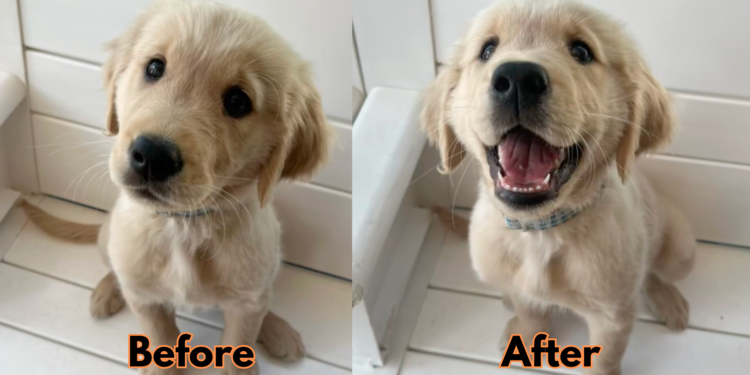 Puppies Before and After Being Told That They Are Good Boys