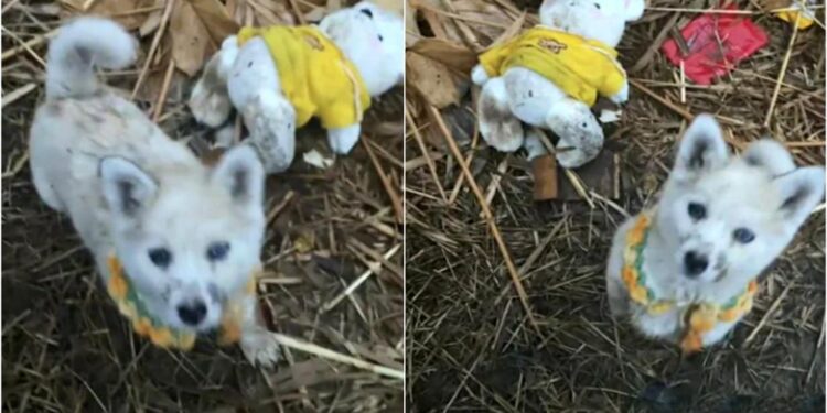 Woman Arrives to Assist Abandoned Pup, Yet It Refuses to Leave Without Its Teddy Bear.