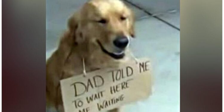 Dog Seen Outside Shop Alone With A Sign On Its Neck.