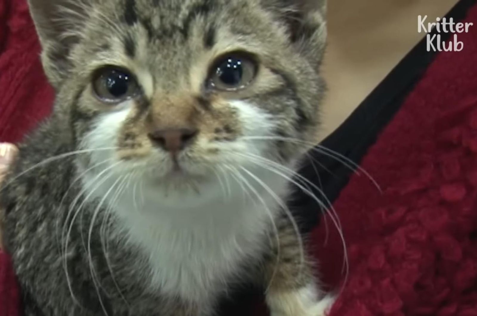 close-up photo of kitten