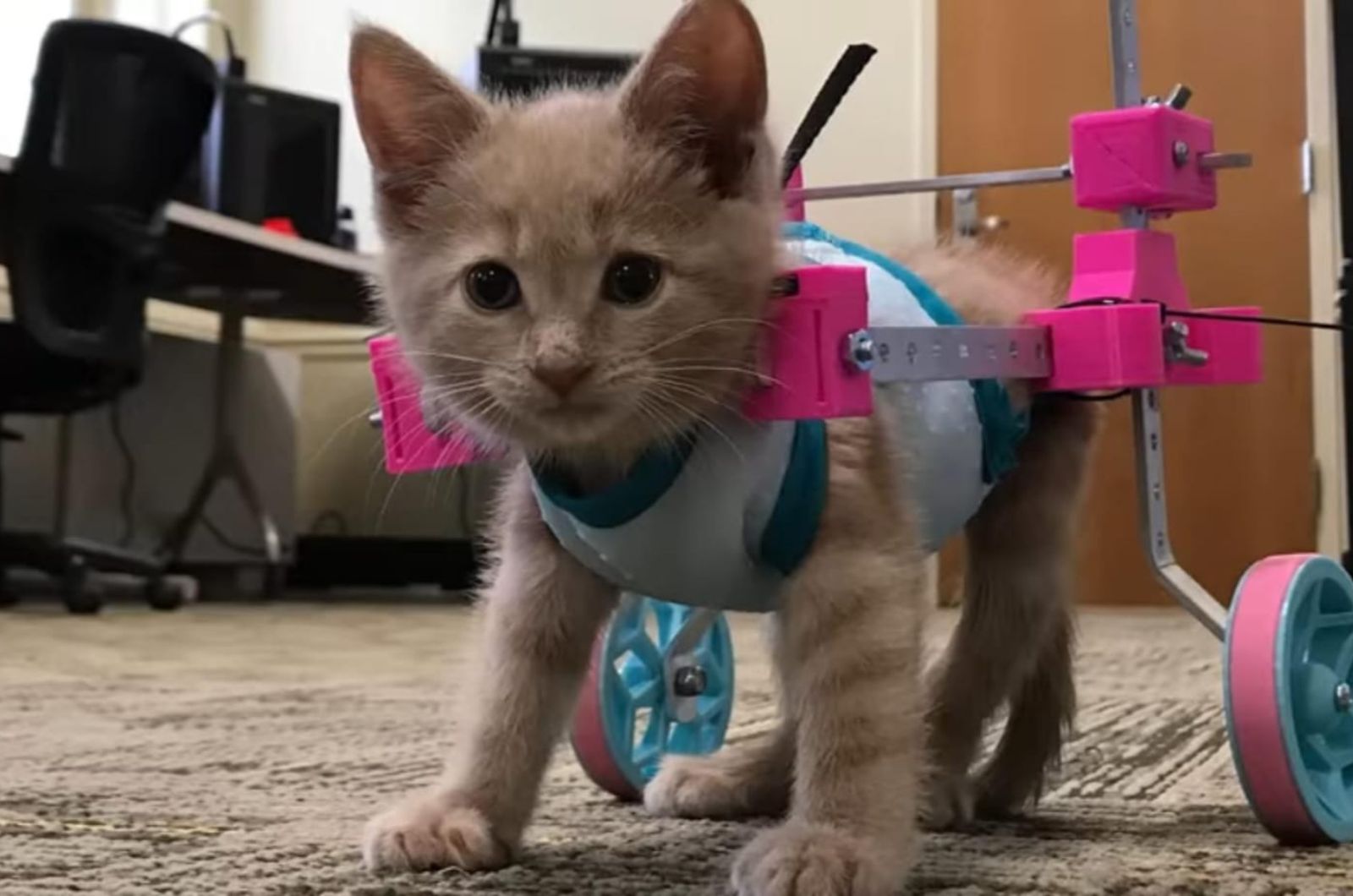 cat in a wheelchair