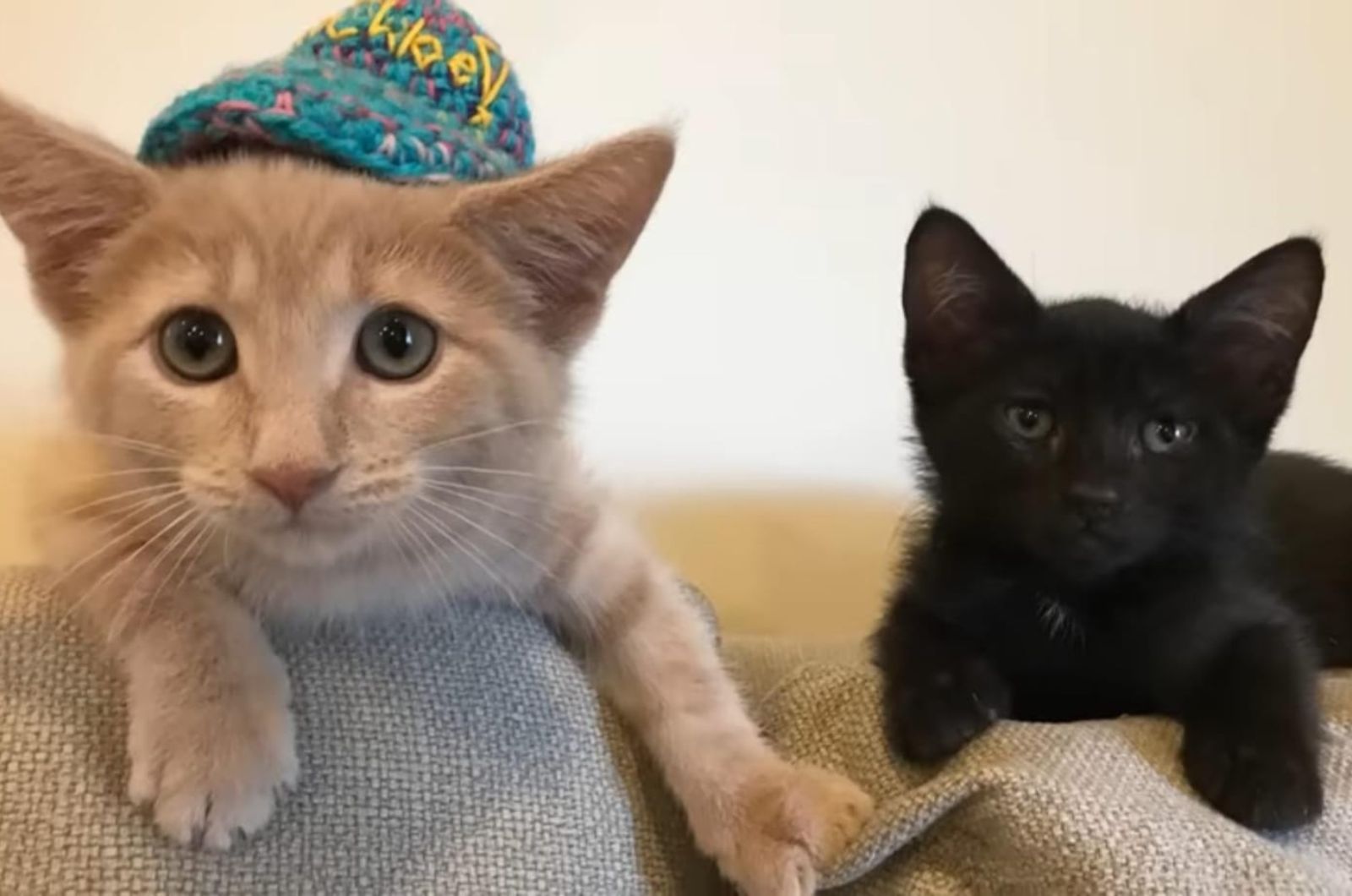 two cats lying next to each other