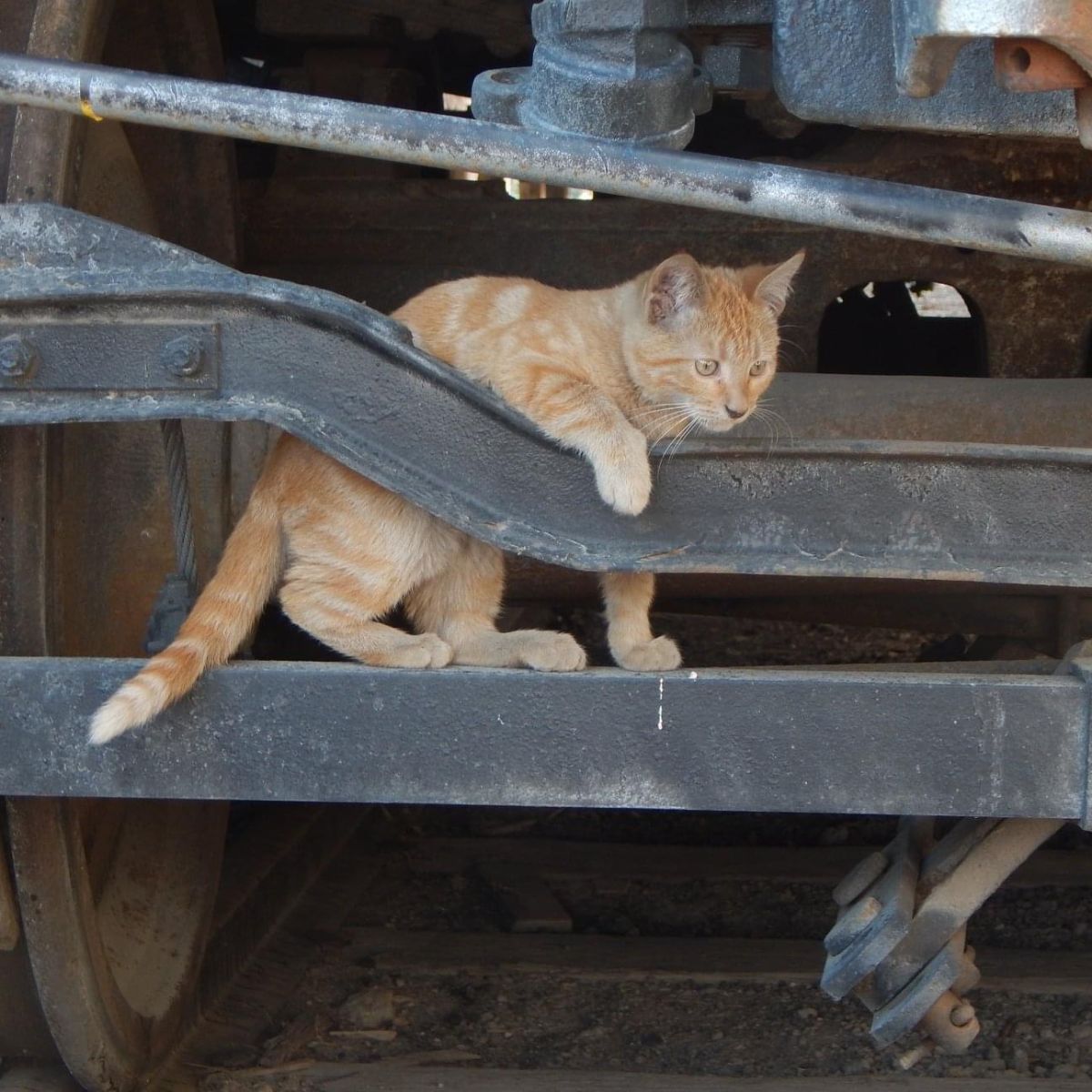 cat outdoors