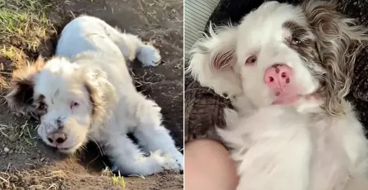 Despite Being Deaf and Blind, Cocker Spaniel Loves to Snuggle