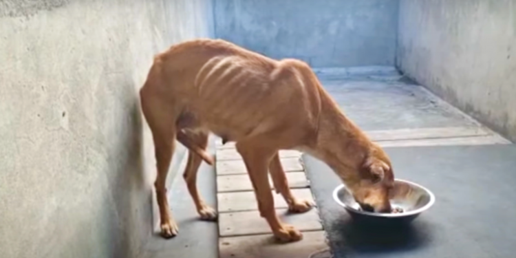 Guard Dog Deemed ‘Failed’ Has Her Final Meal, Yet Vet Couldn’t Put Her Down