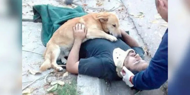 Loyal Dog Stays By Unconscious Owner’s Side Awaiting Paramedics