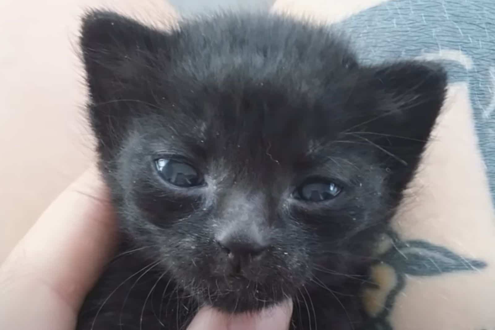 close-up photo of the kitten