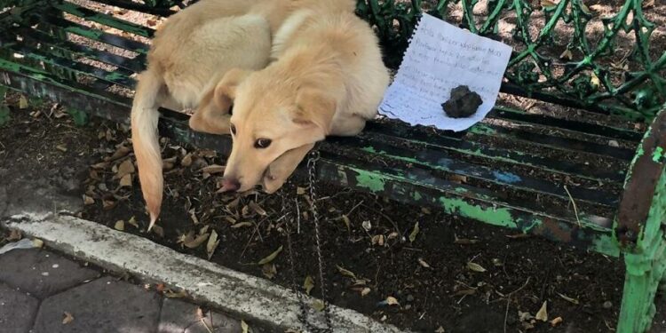 Child Places Puppy in Park with Heart-Wrenching Note Due to Parental Mistreatment