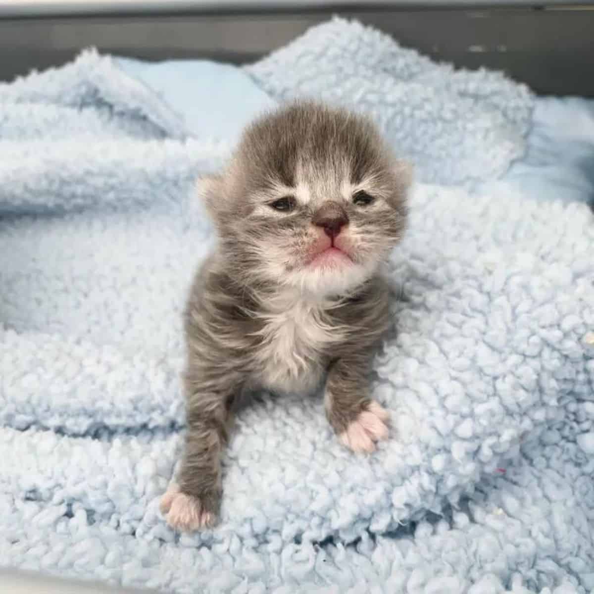 tiny kitten