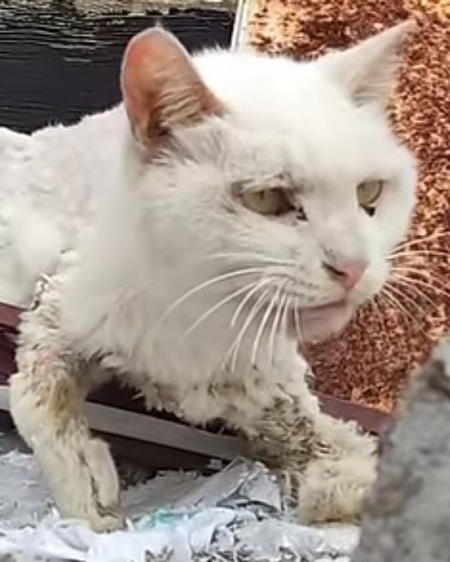 injured cat