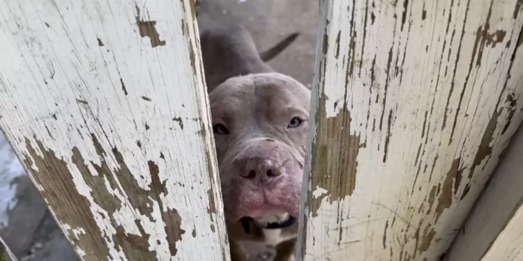 No Place to Call Home: Dog Spots Stranger on Bus and Follows him Along