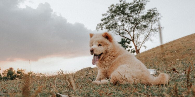 Chow Chow Puppy Training: Nurturing the Majestic Lion Dog with Patience and Respect