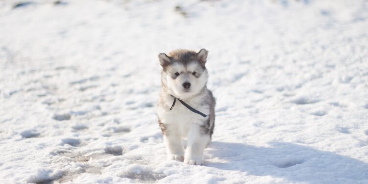 Husky Puppy Training: Unlocking the Arctic Charm with Obedience and Love