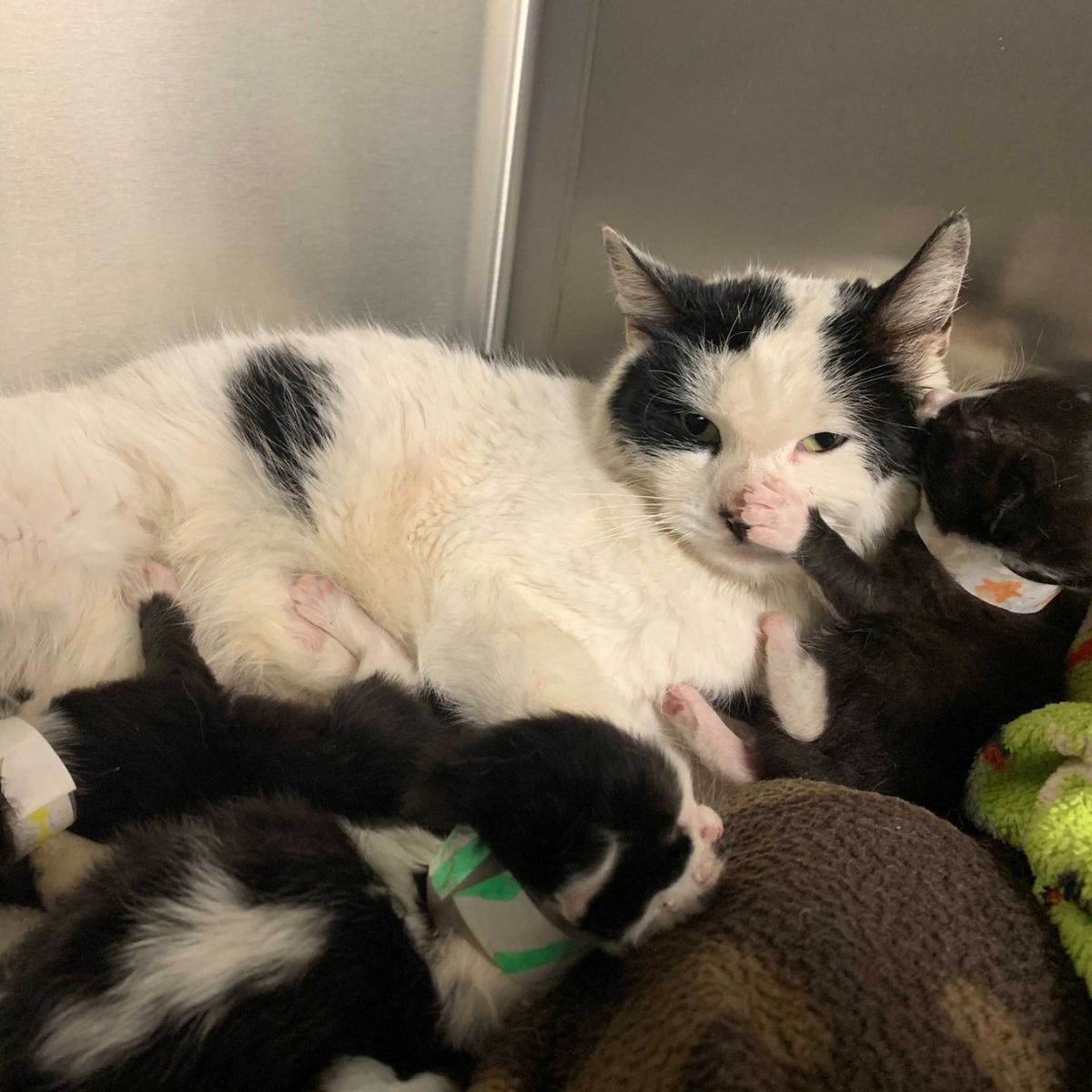 cat lying with kittens