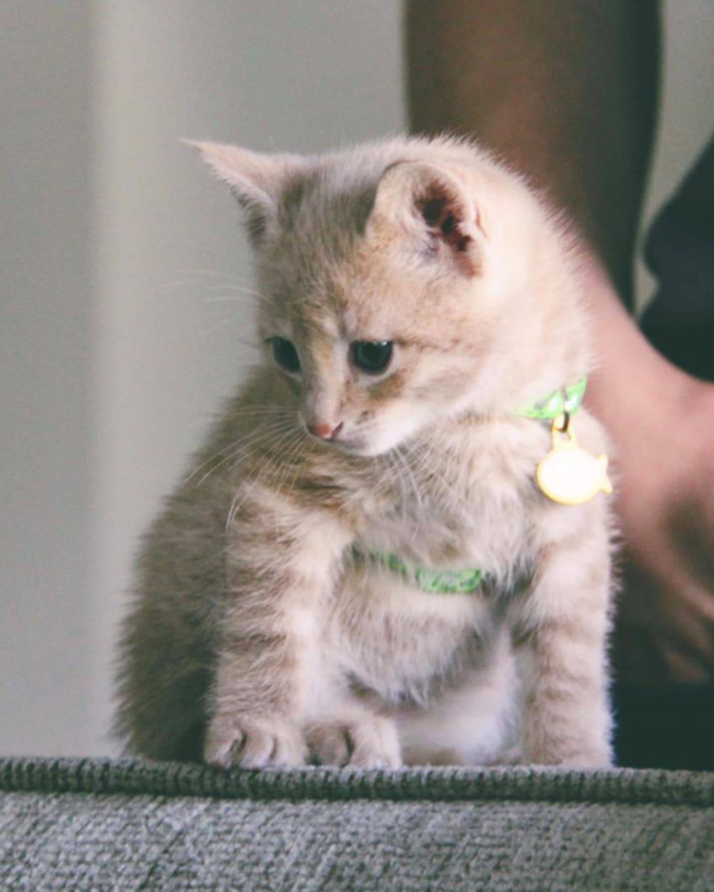 cute gray kitten