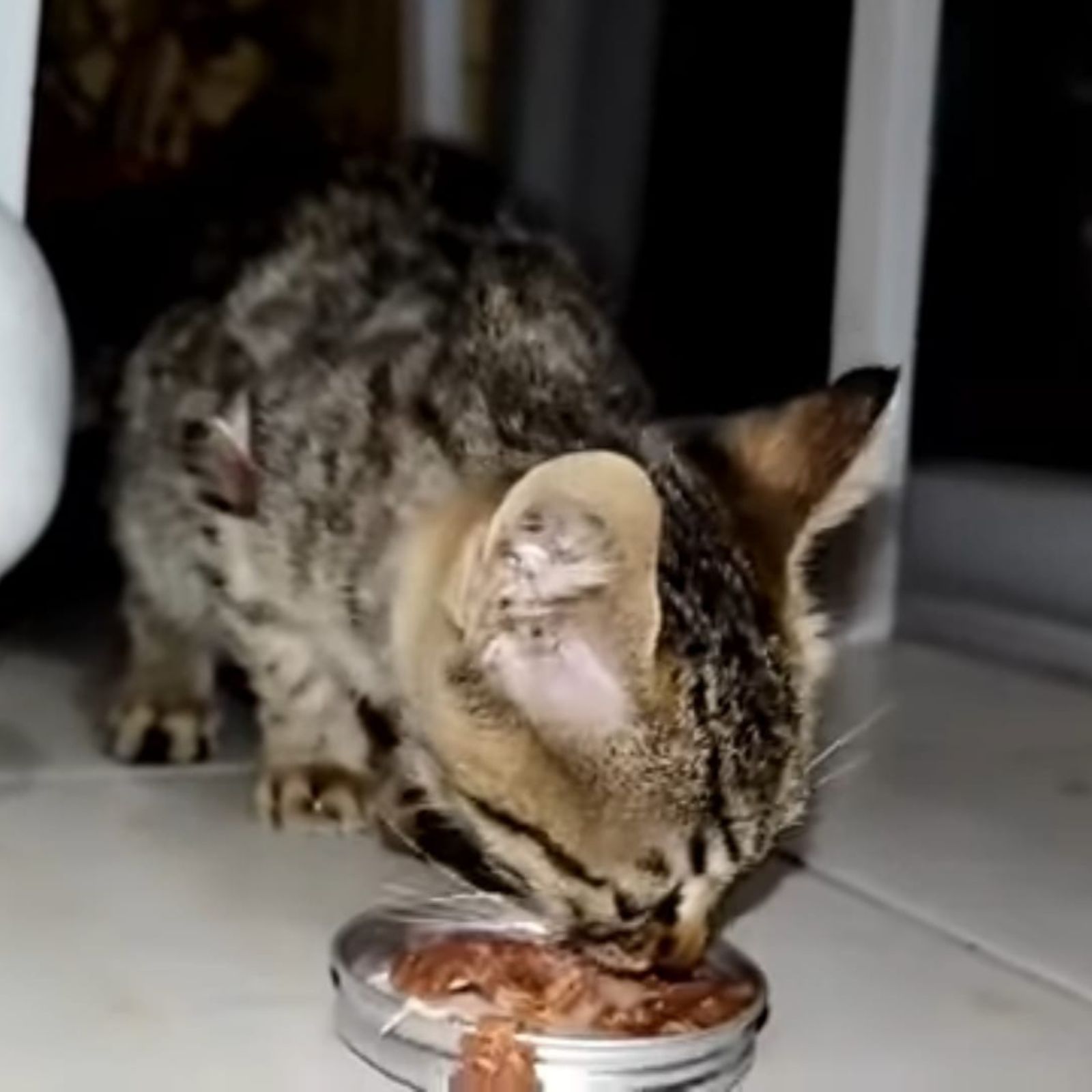 cat eating