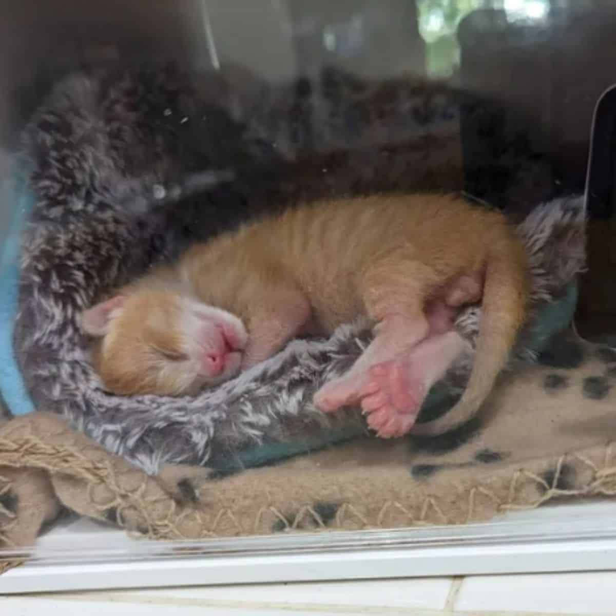 kitten sleeping