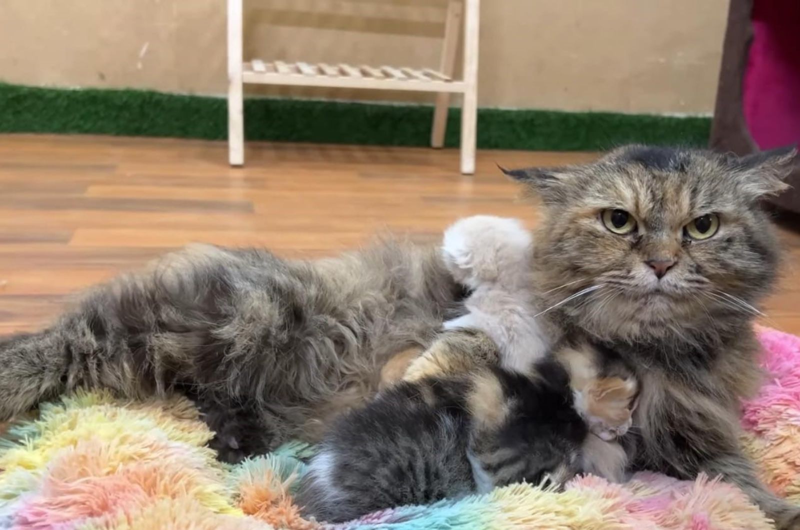 cat lying with kittens