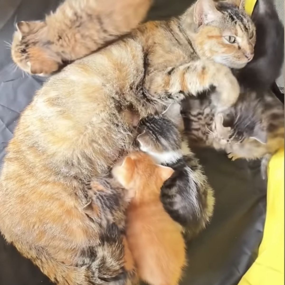 cat nursing the kittens