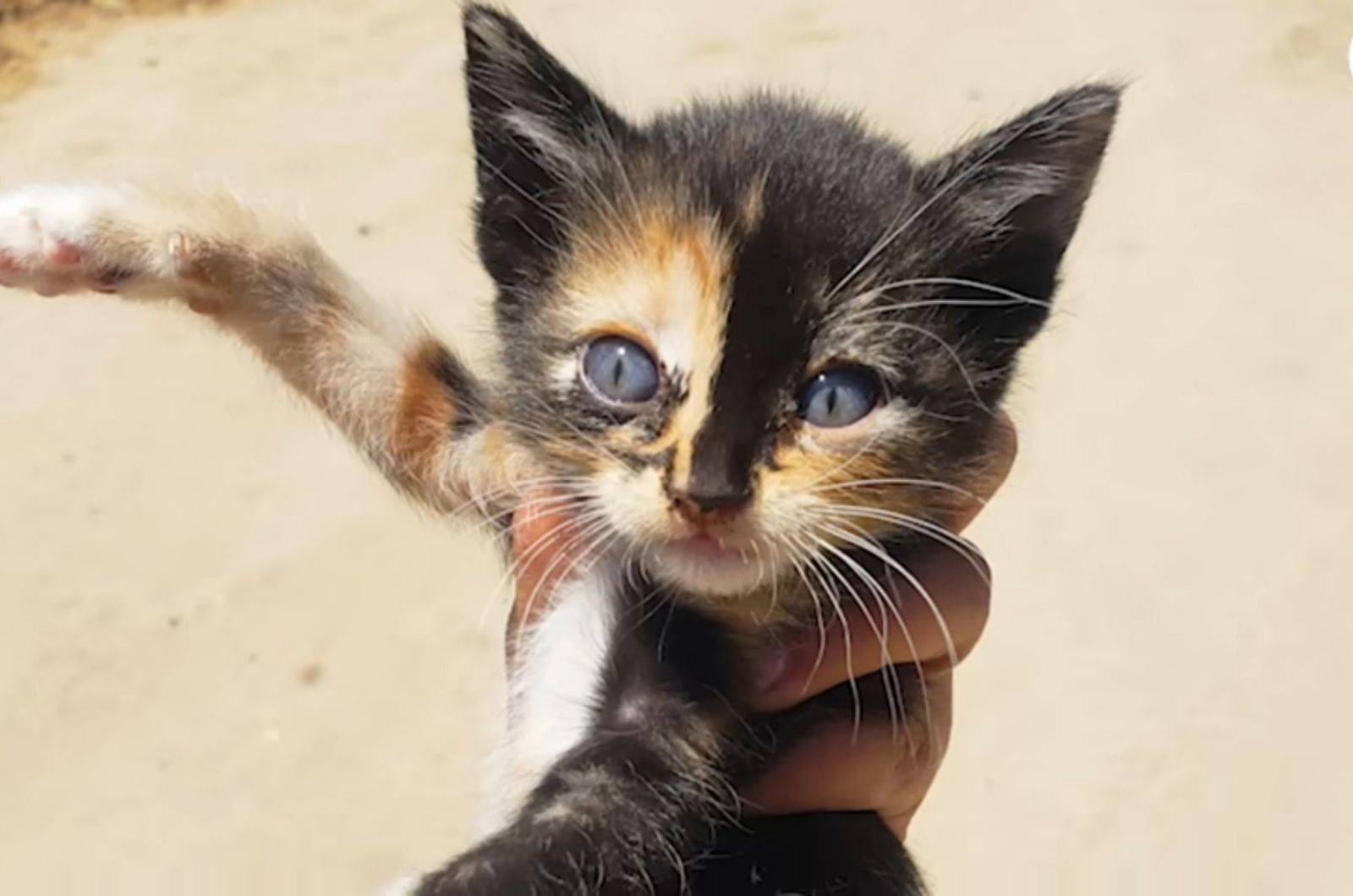 close-up photo of the kitten