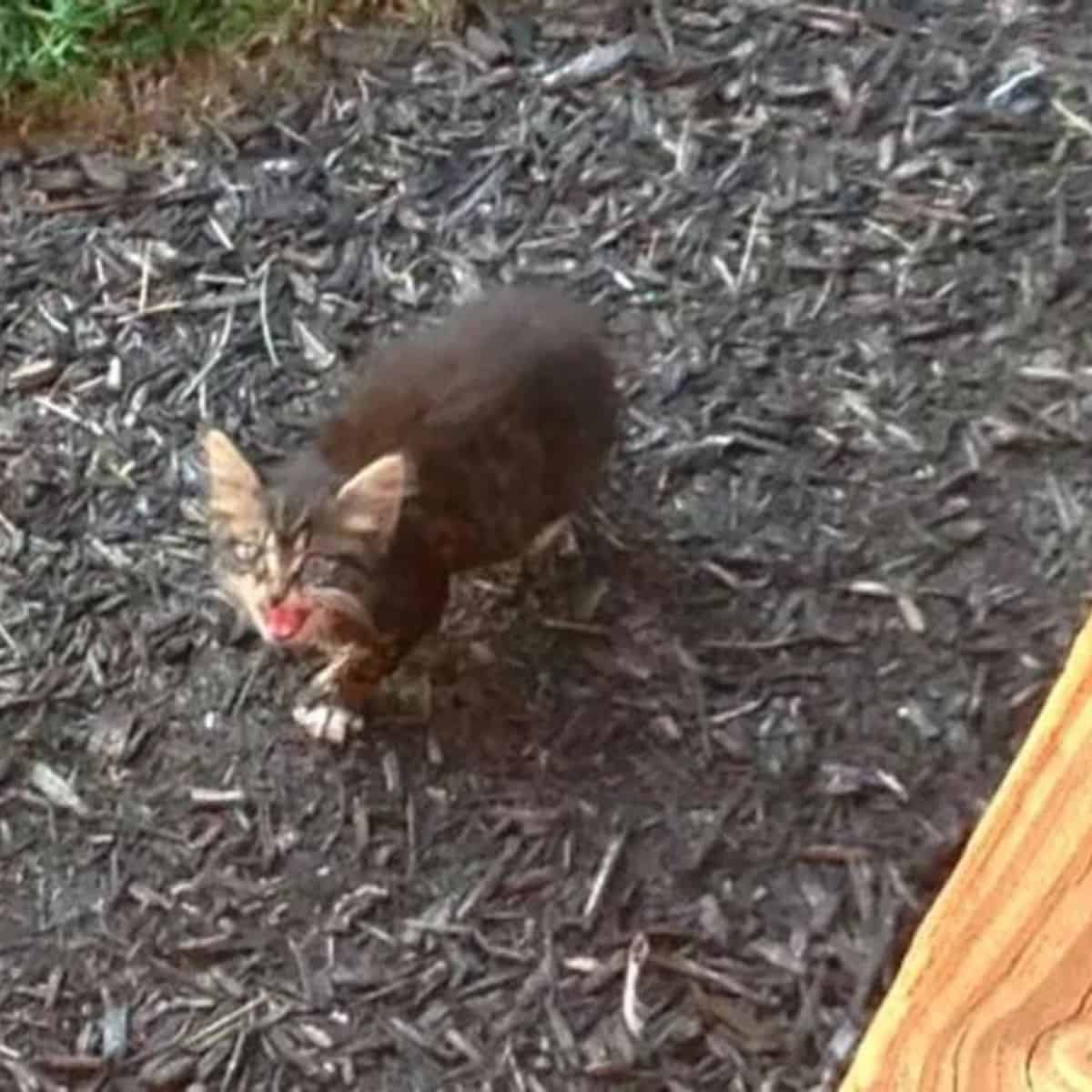 kitten meowing