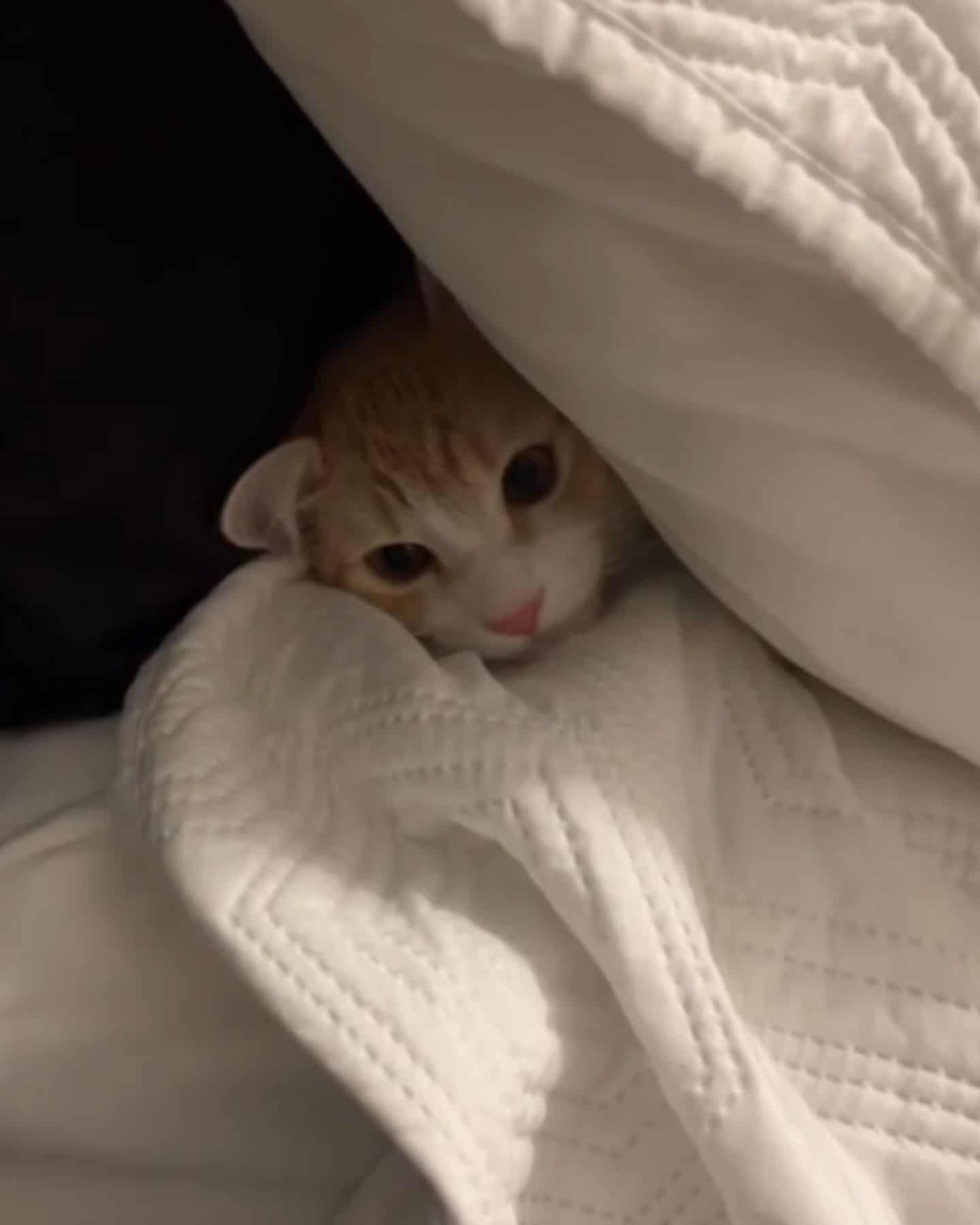 cat hiding