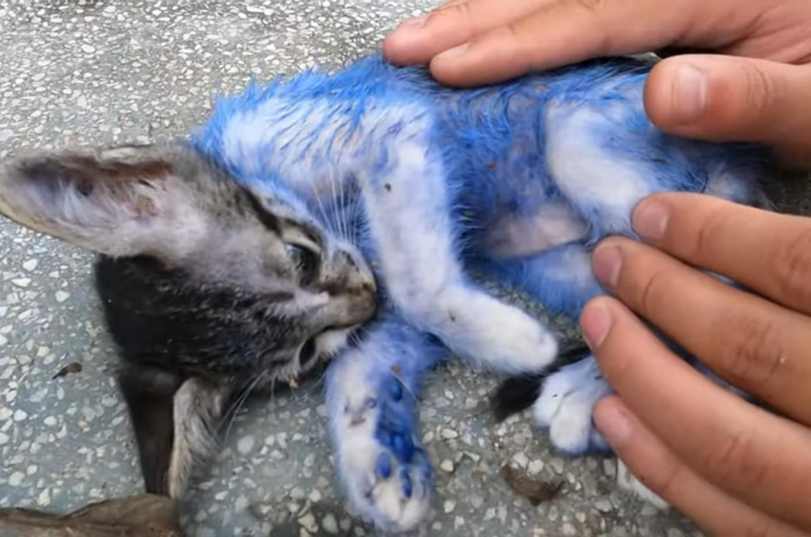 man helping the kitten