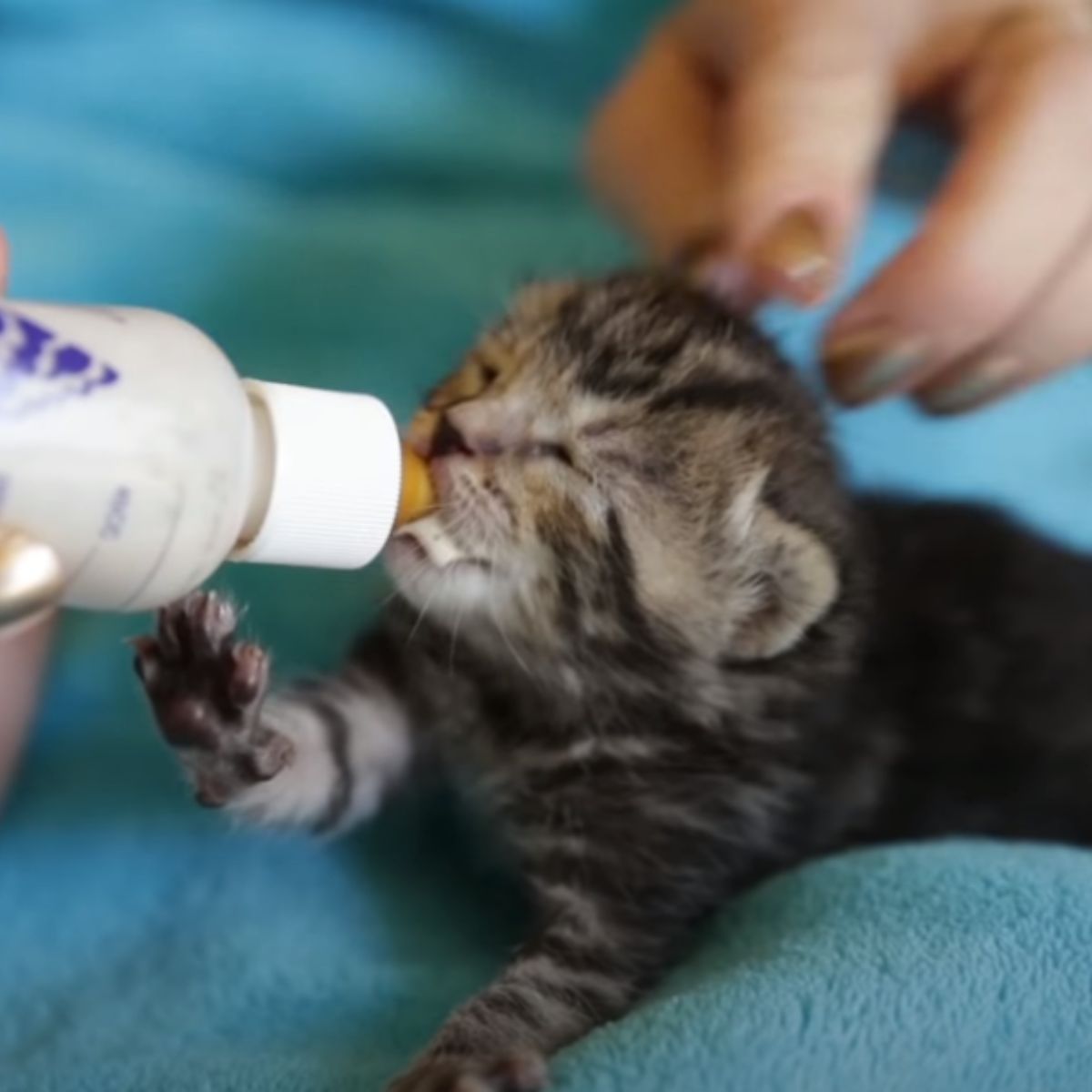 kitten bottle fed