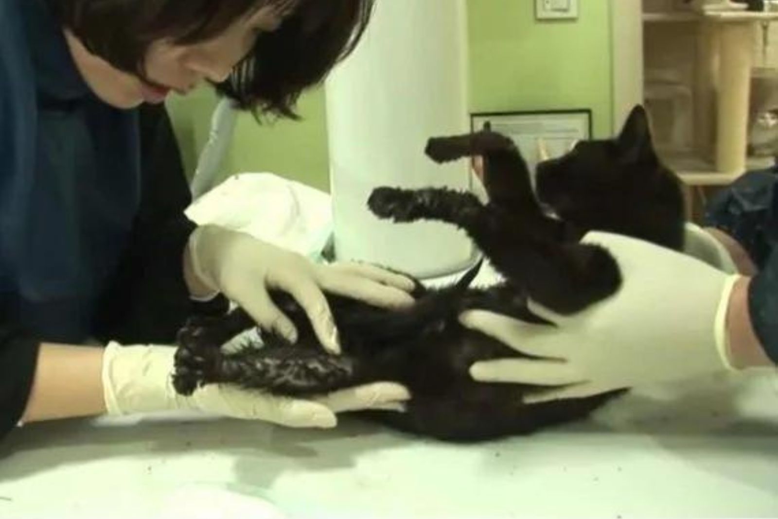 vet examining cat