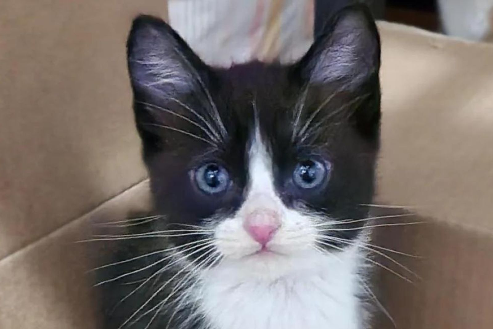 black and white kitten