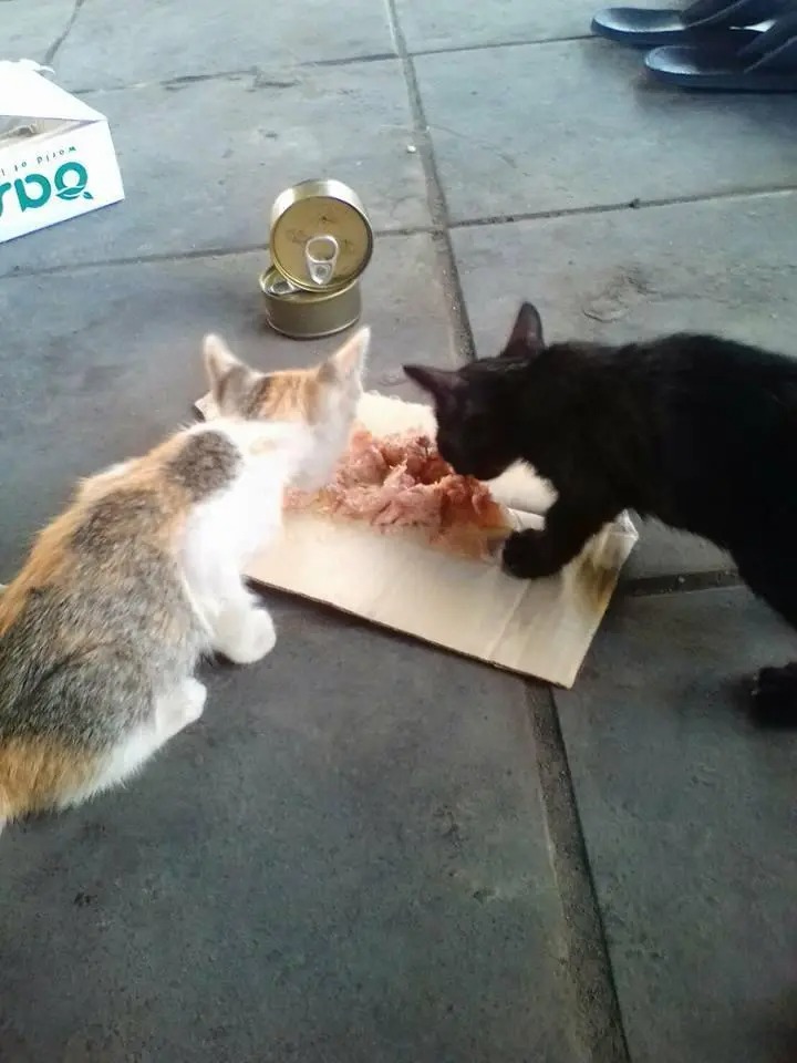 two cats eating