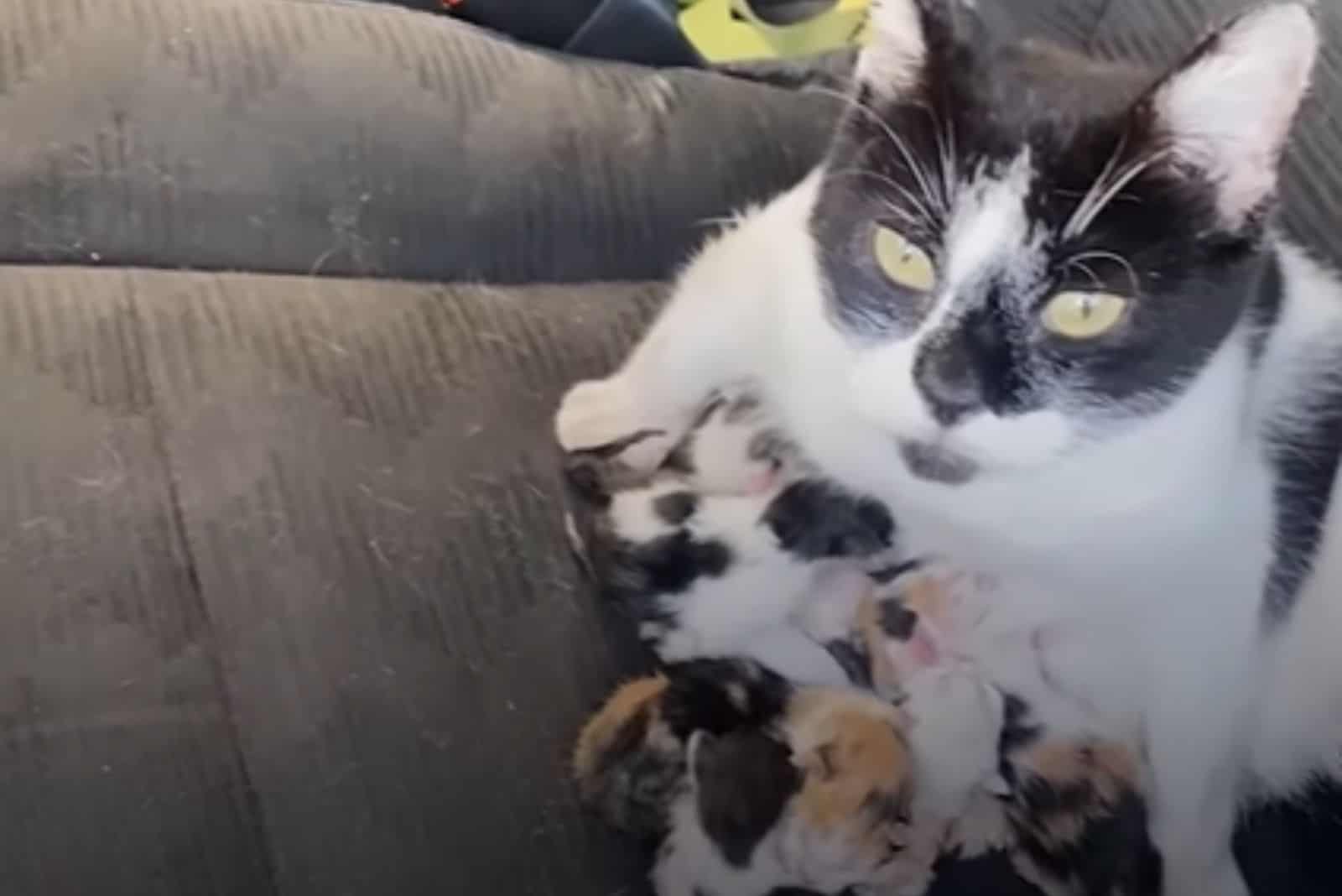 photo of stray cat with kittens