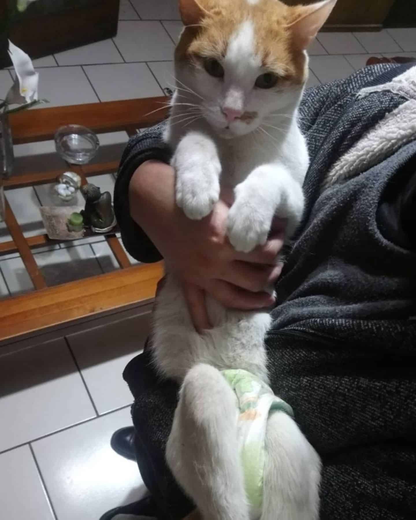 woman holding paralyzed cat